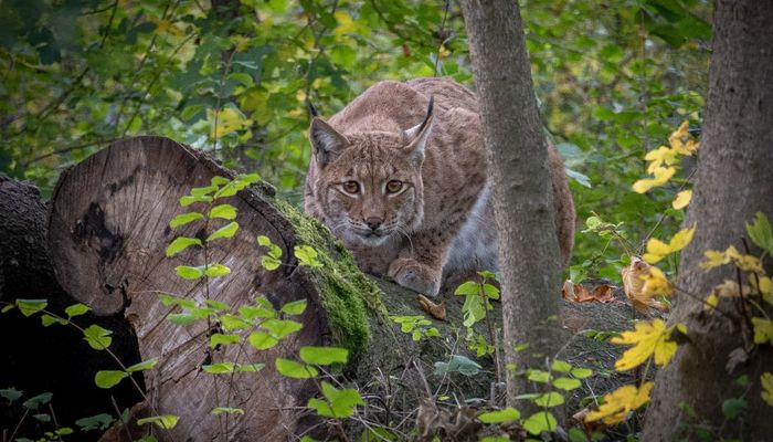 Wildkatzendorf Hütscheroda © Jens Fischer Wildkatzendorf Hütscheroda © Jens Fischer